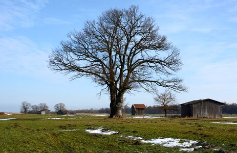 Tree individually branches