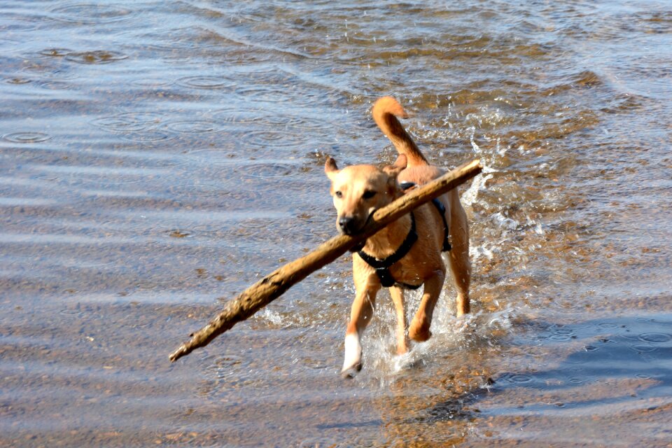 Young dog quadruped play