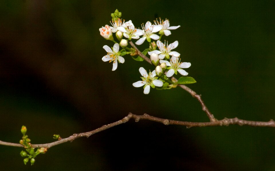 Macro spring white blossom