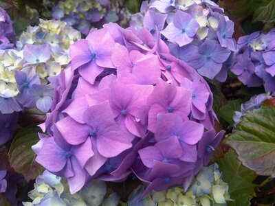 Flower hortensia photo