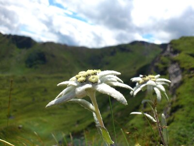 Edelweiss mountain flowers mountains