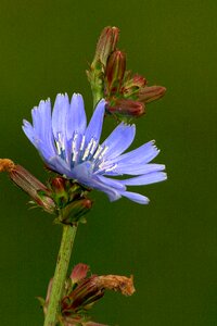 Bloom blue wild flower photo