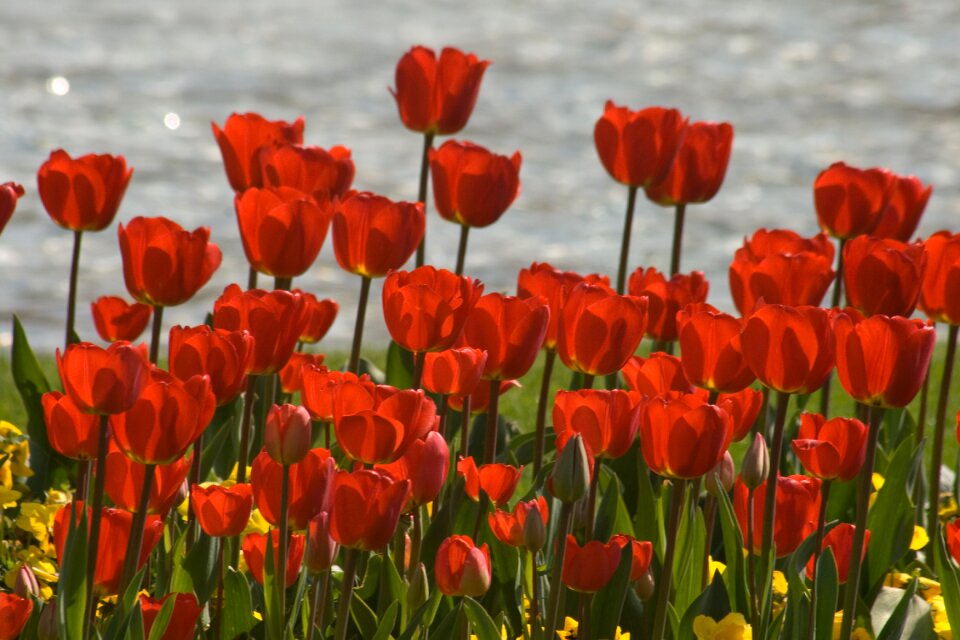 Tulips flower discounts spring