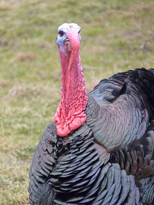 Wild truthuhn species bird