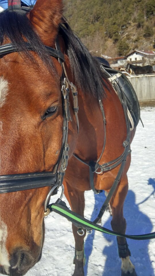 Saddle brown fur