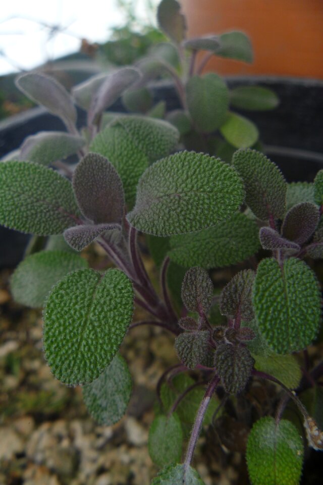 Flower leaf salvia