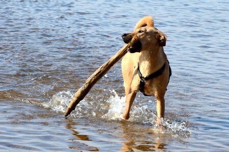 Young dog quadruped play