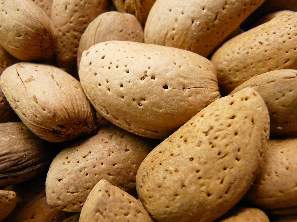 Shell food almond bowl