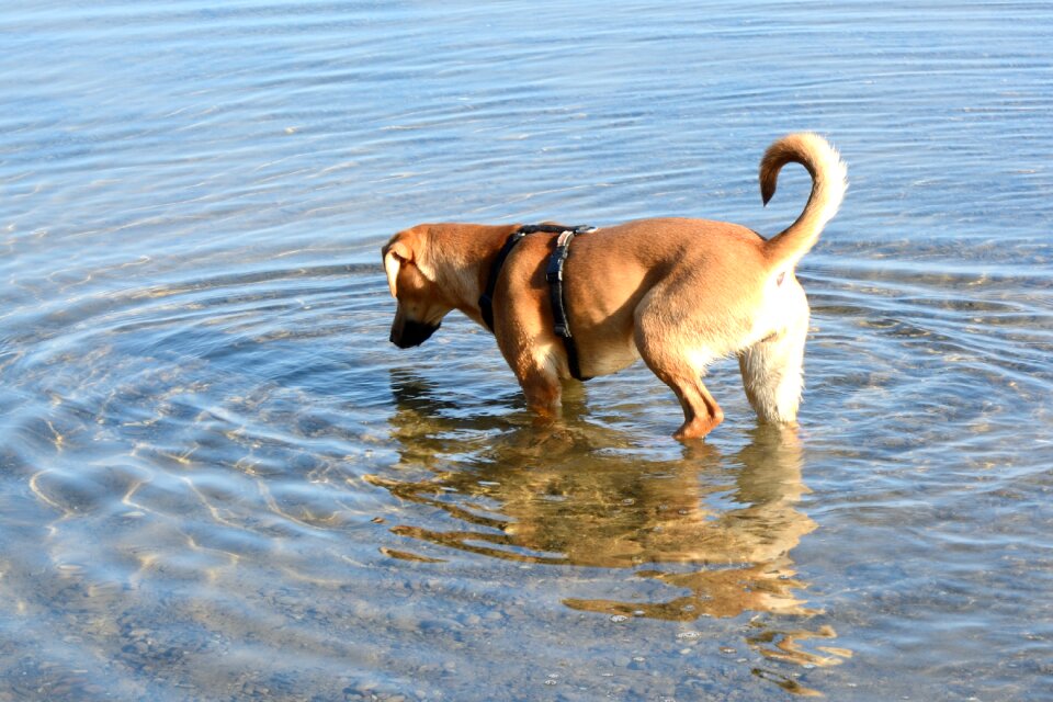 Quadruped play great