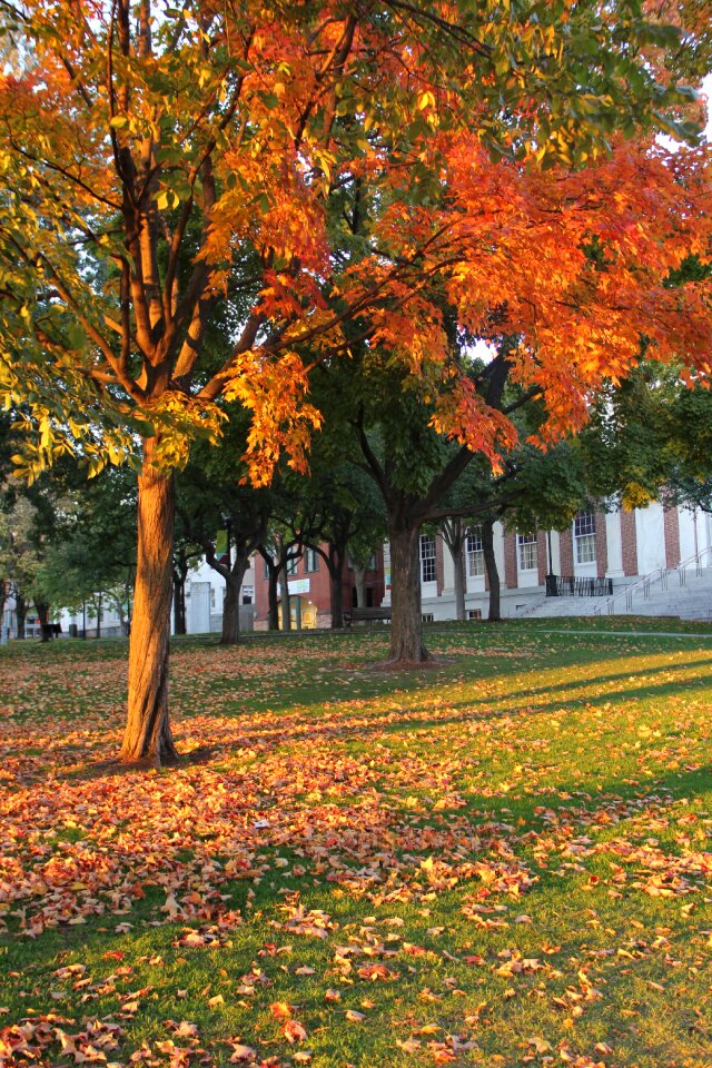 Leaves fall landscape