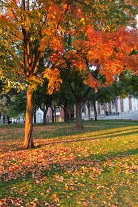 Leaves fall landscape