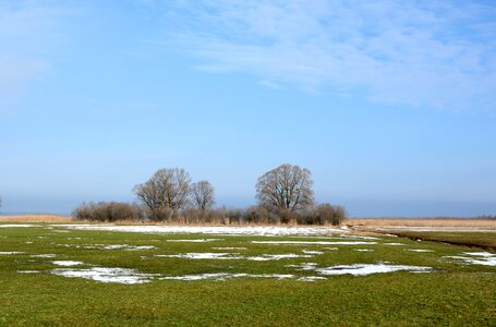 Trees nature blue sky photo