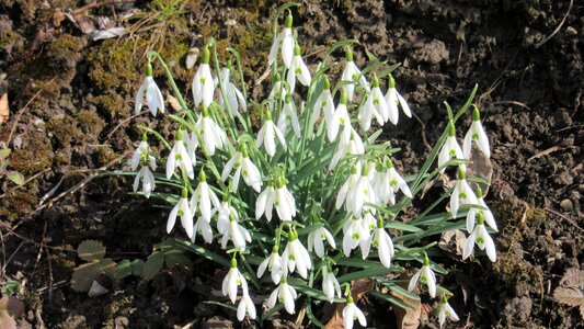 Spring awakening green white