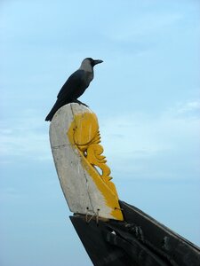Seevogel fishing boat india