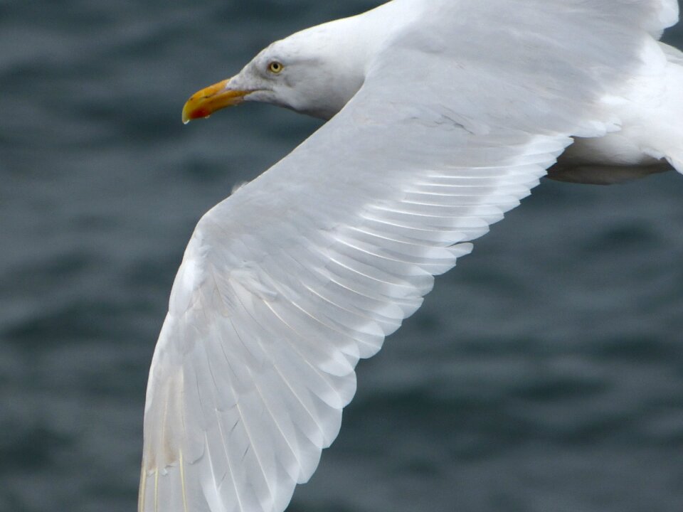 Flying wing