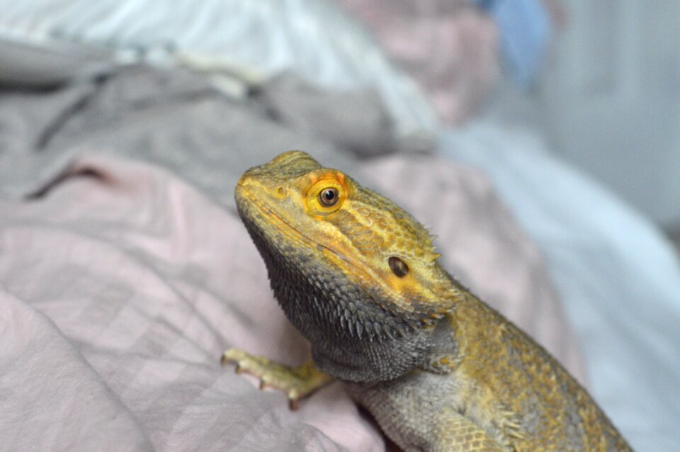 Wildlife pet nature