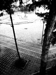 Trees school courtyard
