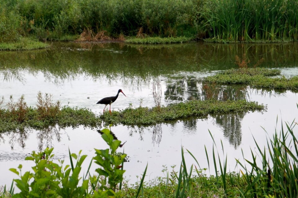 Black stork pond nature