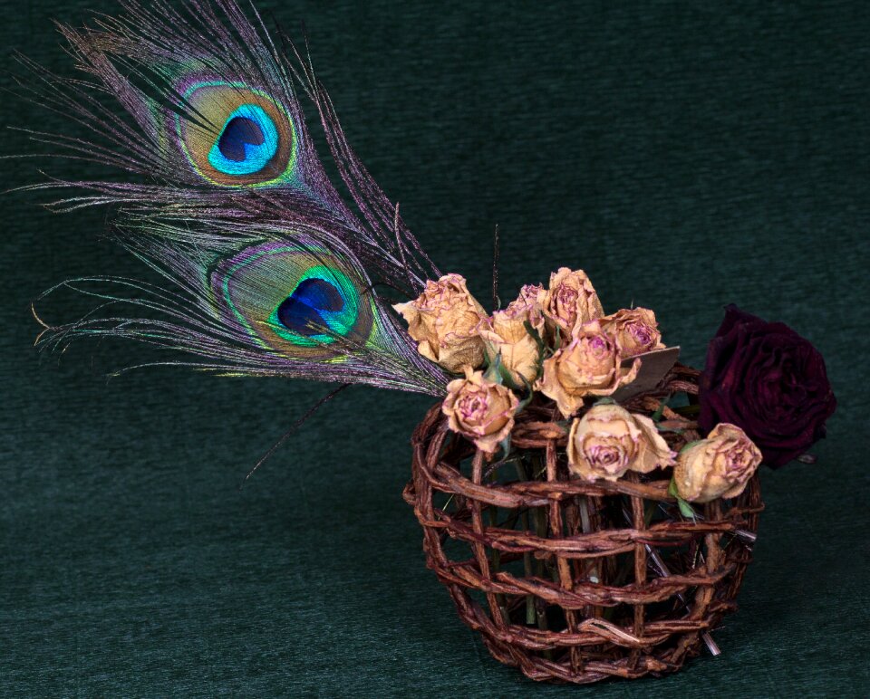 Basket peacock feather still life