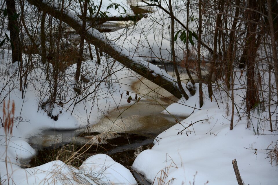 Forest stream landscape