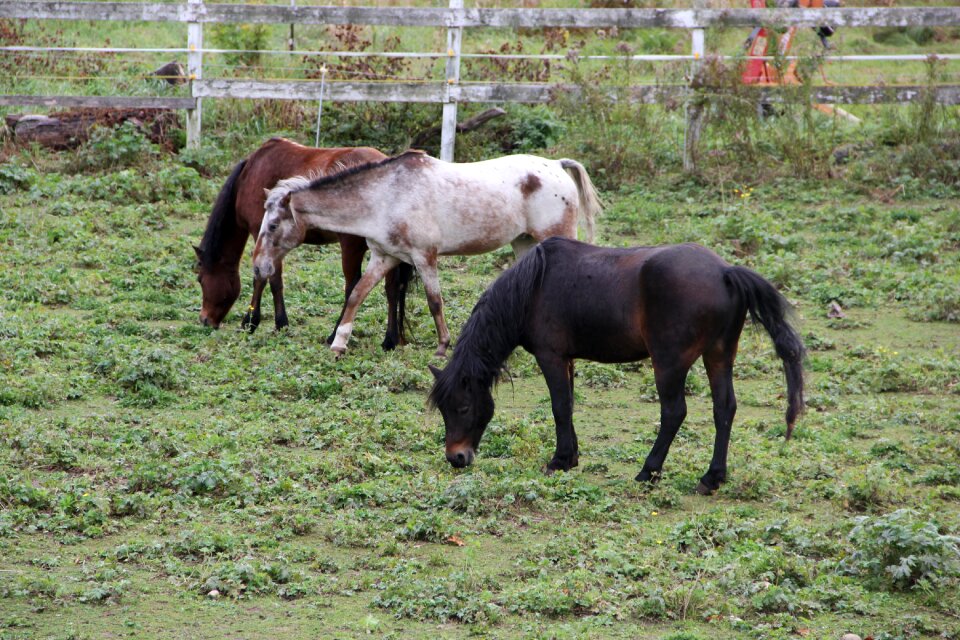 Farm nature farmland
