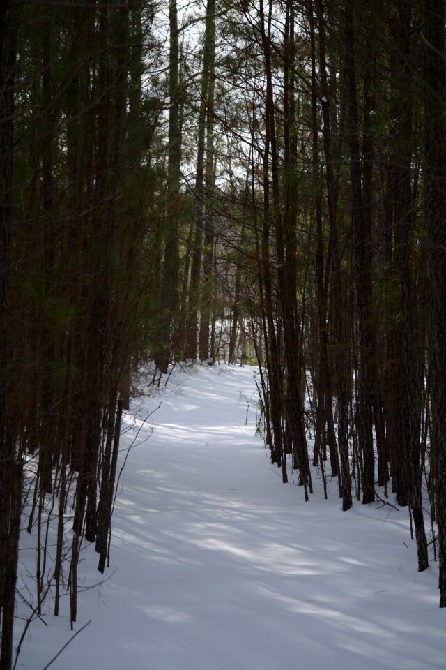 Pathway walk winter