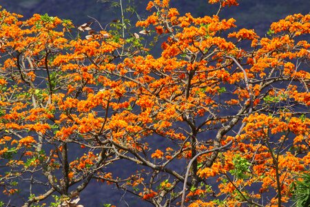 Tree orange venezuela