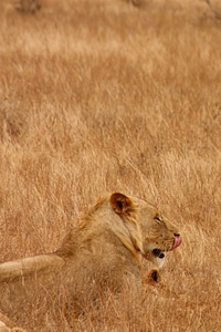 Wild mammal safari photo