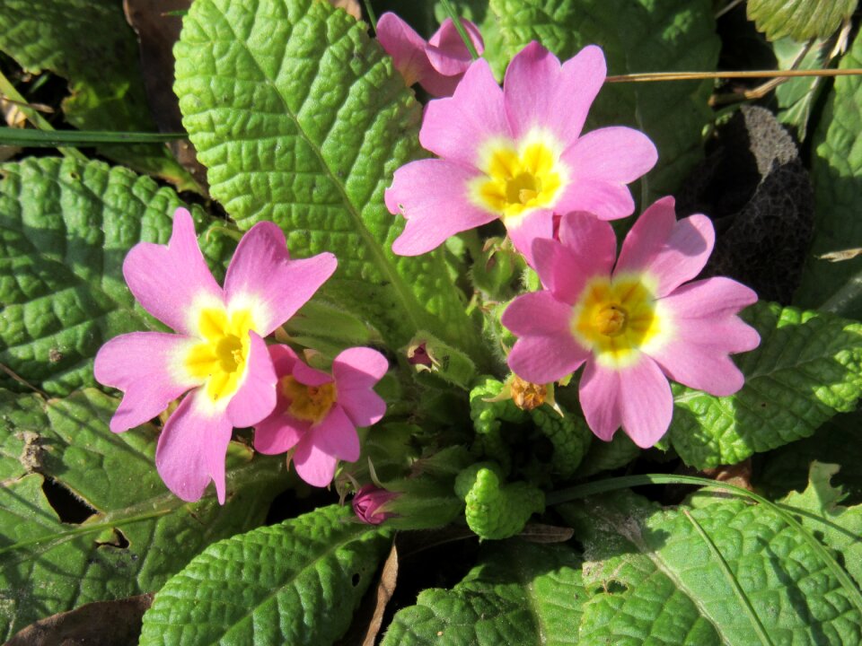 Spring primula plant