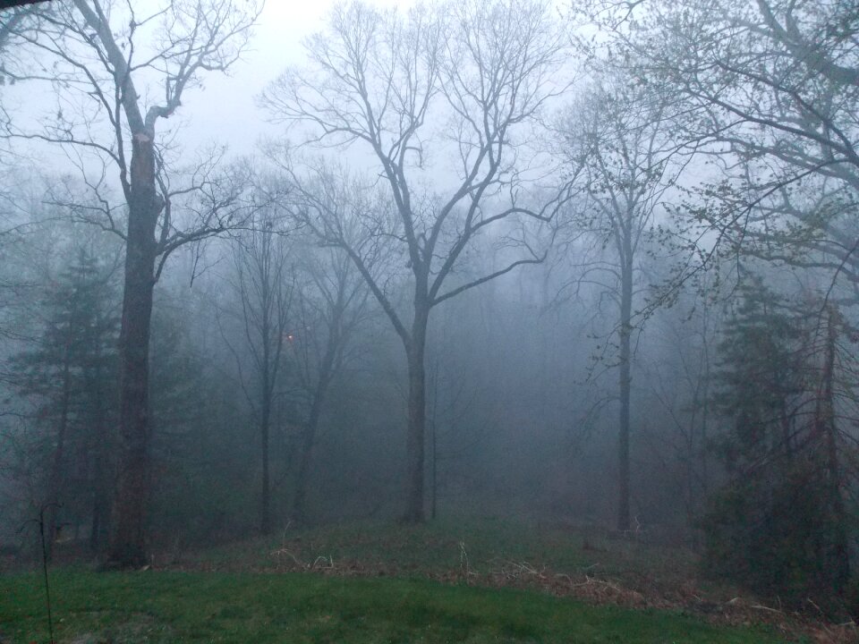 Fog trees