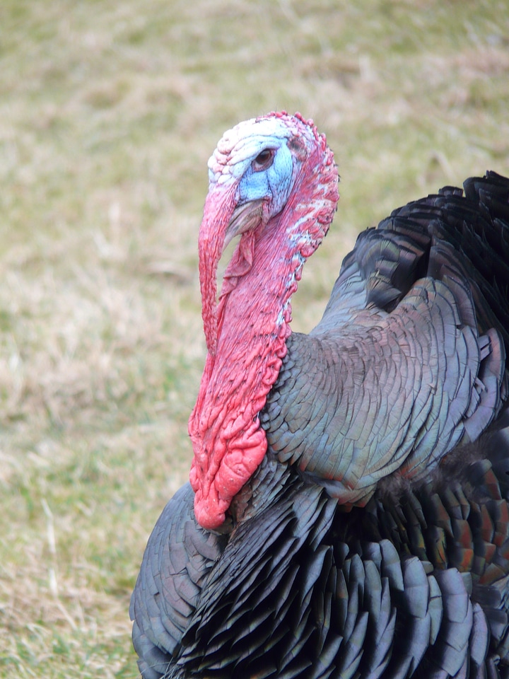 Bill wild turkey meleagris gallopavo