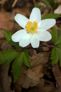 Anemone flower wild plant