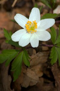 Anemone flower wild plant photo