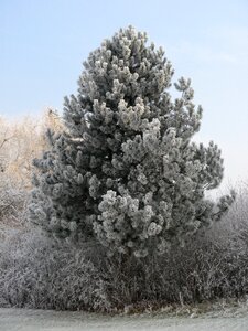 Hoarfrost ice-covered tree photo