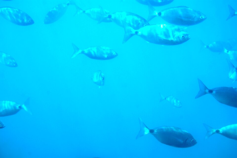 Fish sea spain