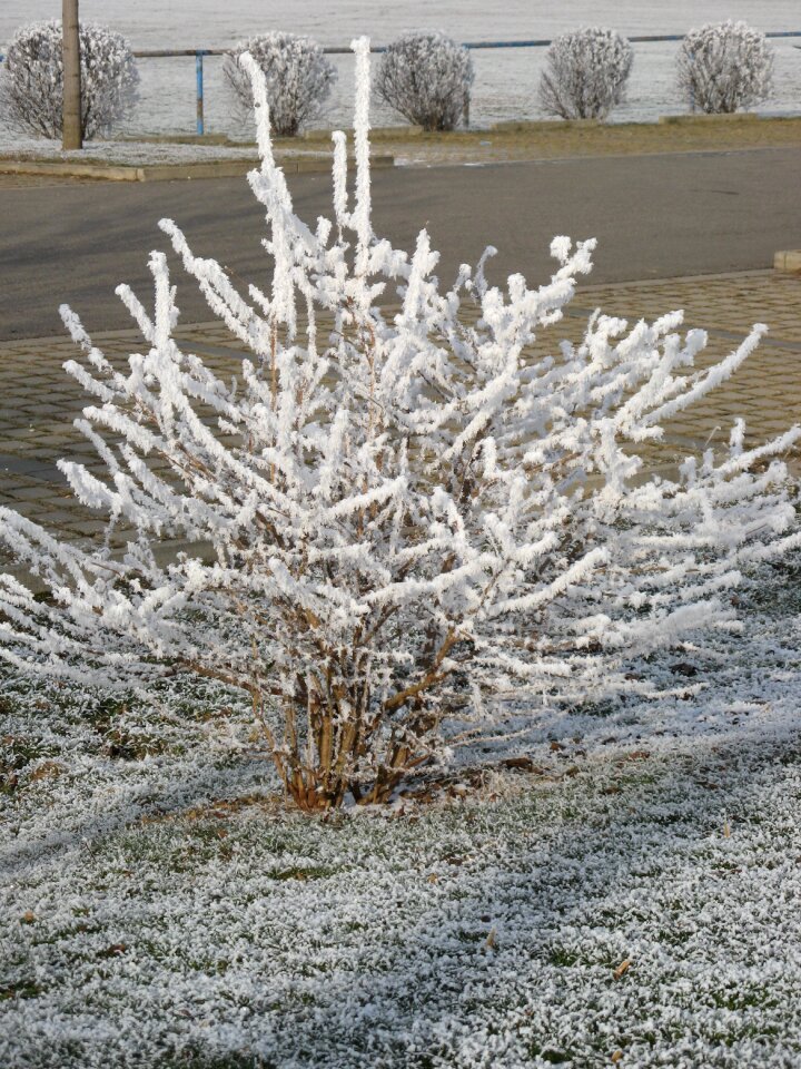 Hoarfrost ice-covered bush photo
