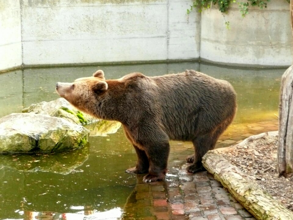 Bear enclosure brown bear sanfrancisco