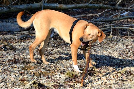 Quadruped play great