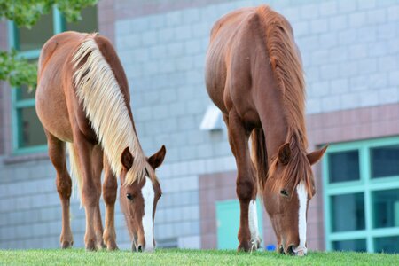 Mare colt