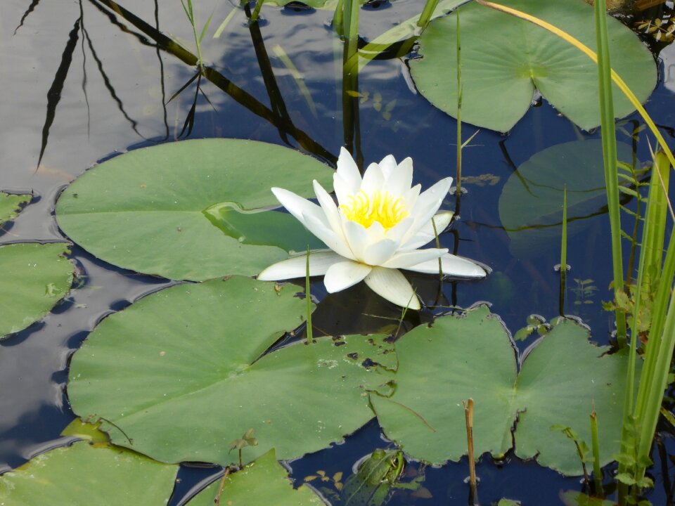 Water lily flowers summer
