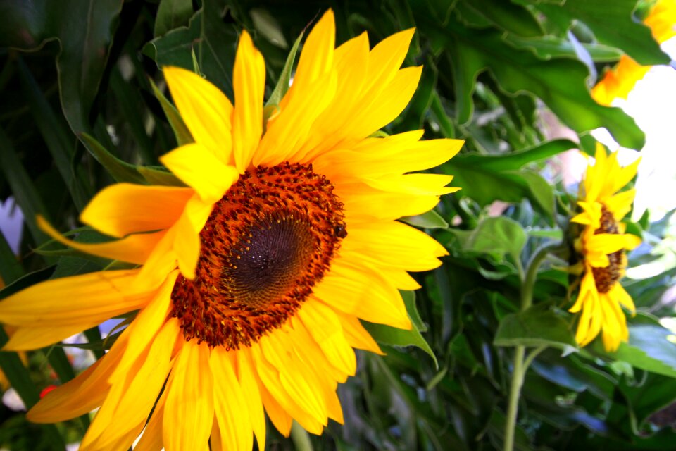 Garden sunflowers flowers