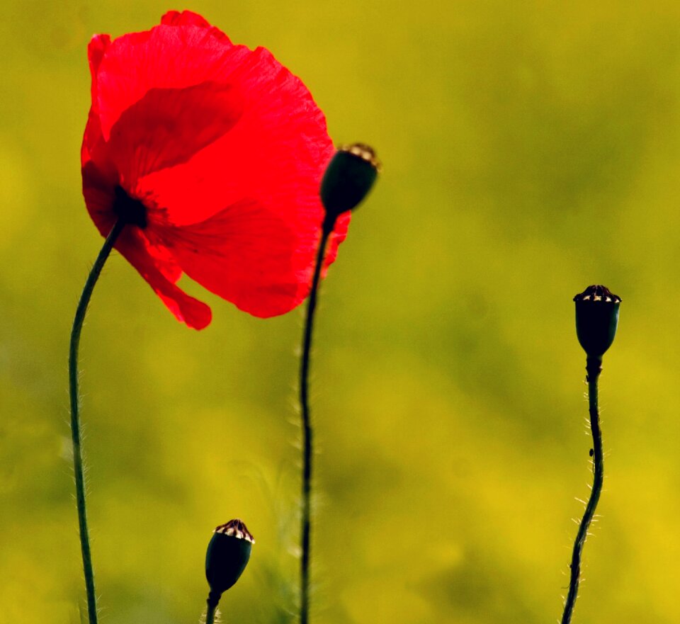 Macro klatschmohn poppy flower