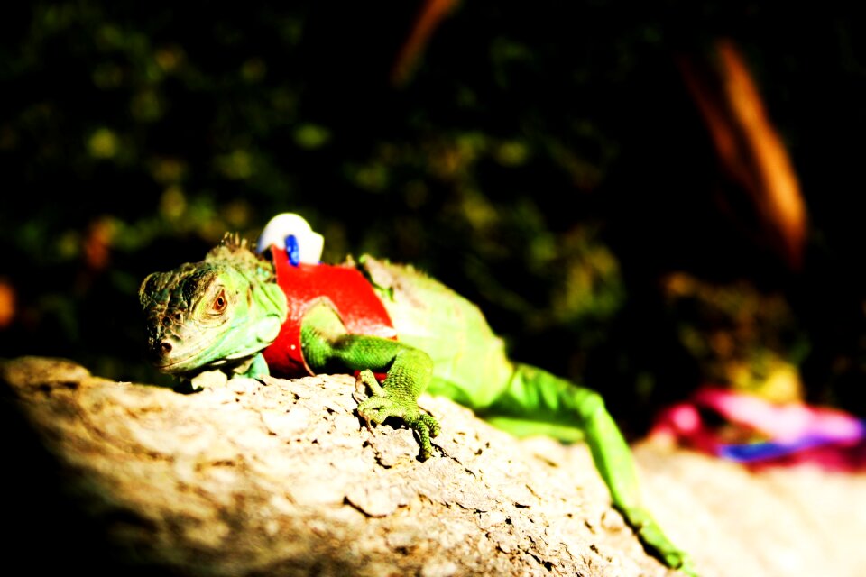 Reptile nature animal