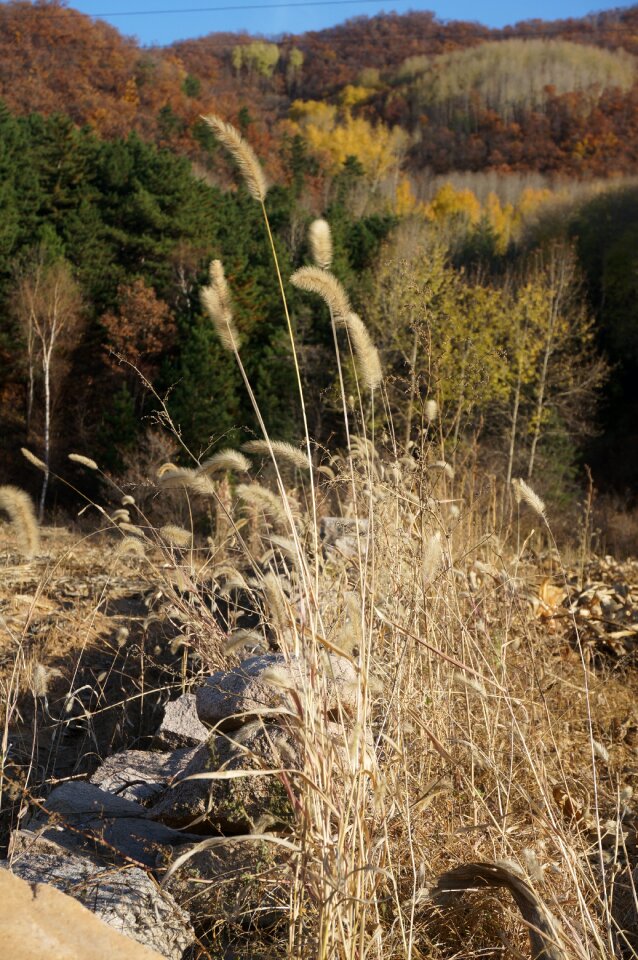 Autumn straw the scenery