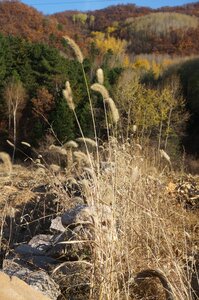 Autumn straw the scenery