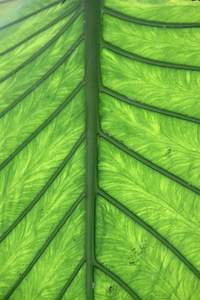 Plant palm chlorophyll