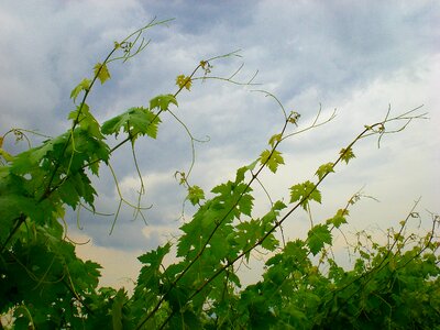 Leaves vine plant