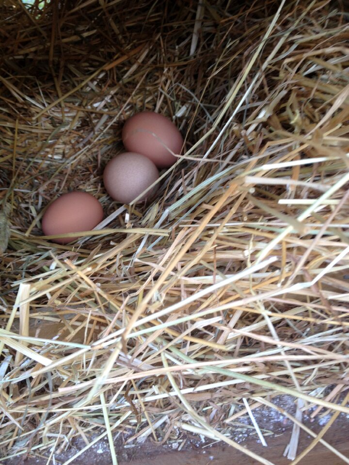 Poultry organic