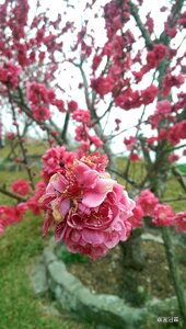 Cherry blossoms views sea of flowers photo