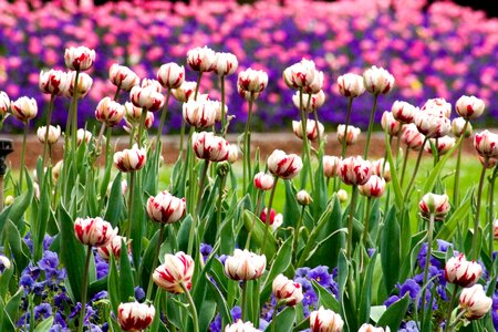 Tulips flower discounts spring